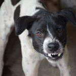 Understanding Dog Aggression: Types, Signs, and Effective Solutions