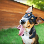 The Science Of Dog Personalities: Training, Understanding, And Bonding