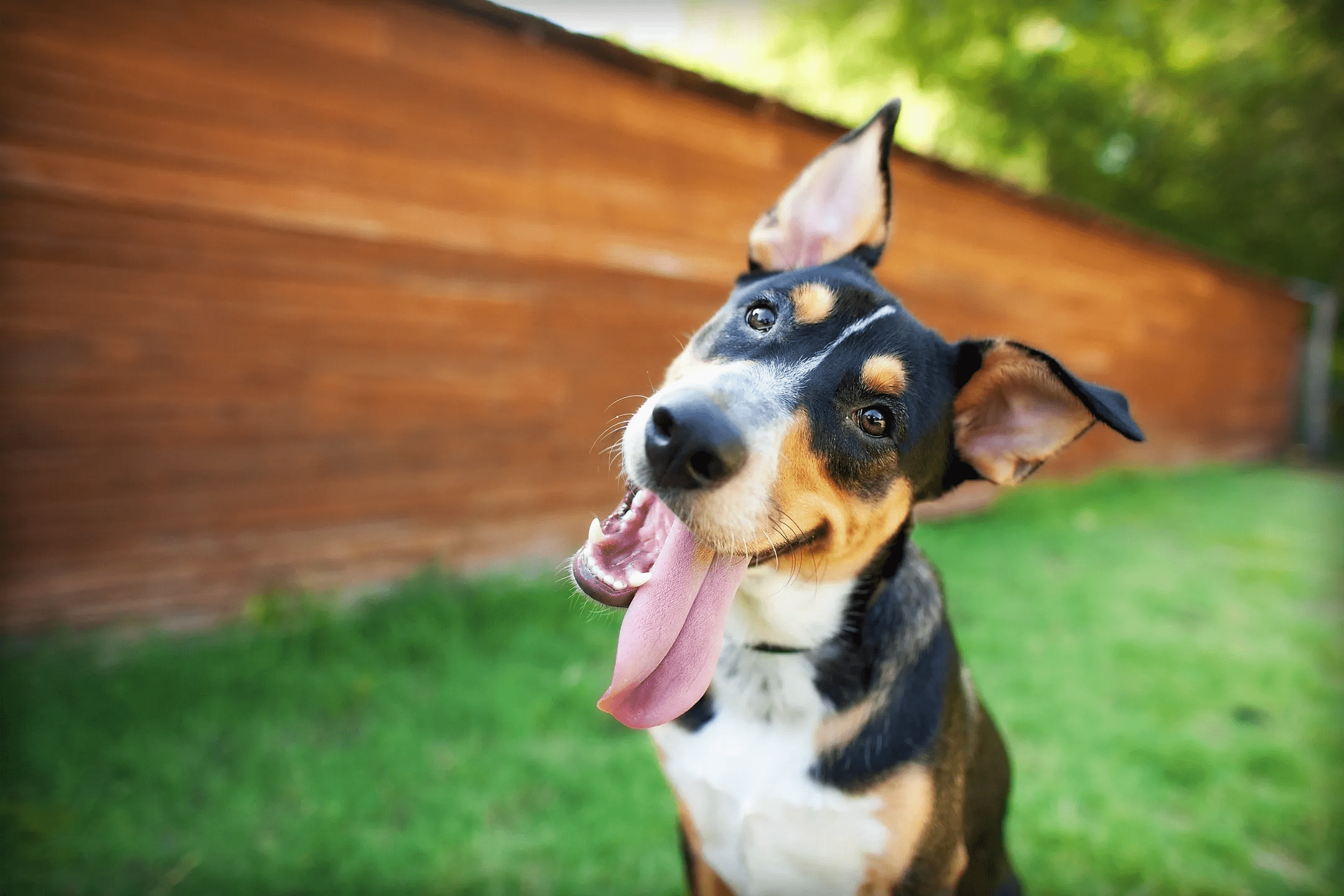 cute pup showing his goofy doggie personality