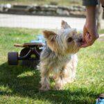 The Science Behind Training Rewards for Dogs: From Genetics to Behavior