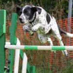 Obedience vs. Behavior Training: Synergy for Fostering Canine Connection