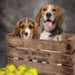 Understanding Crate Training: A Comprehensive Guide for Dog Owners