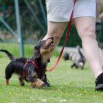 Dog Training Styles: Types, Challenges, and Considerations