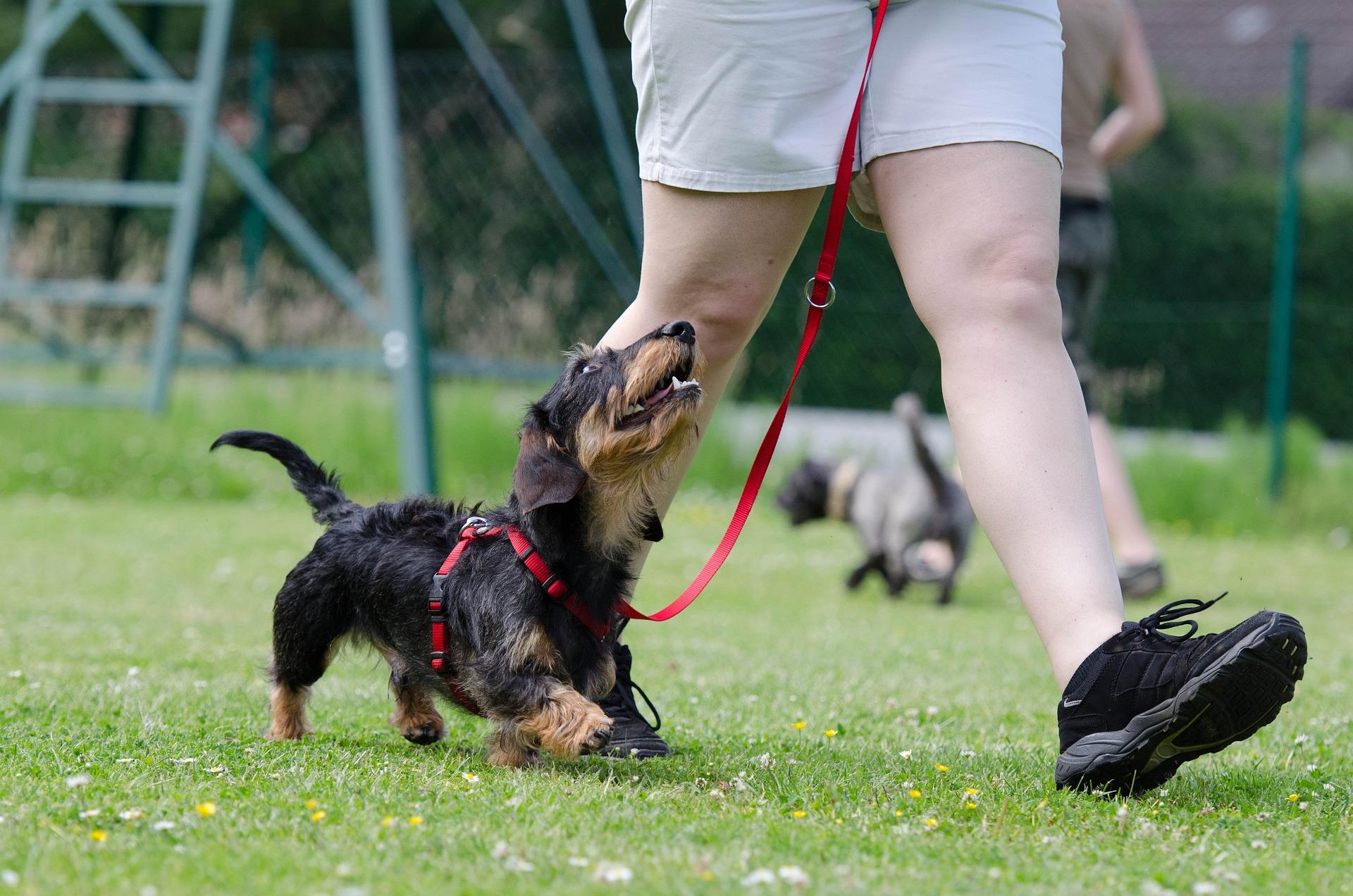 dachshund walking with person during training