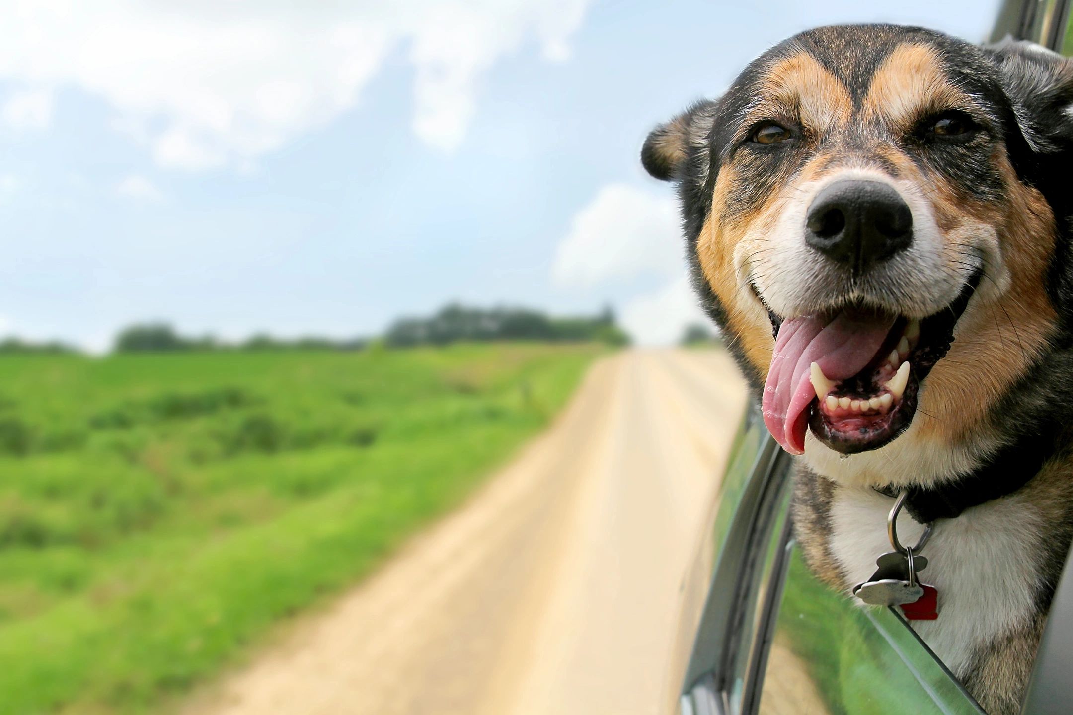 happy dog in the car