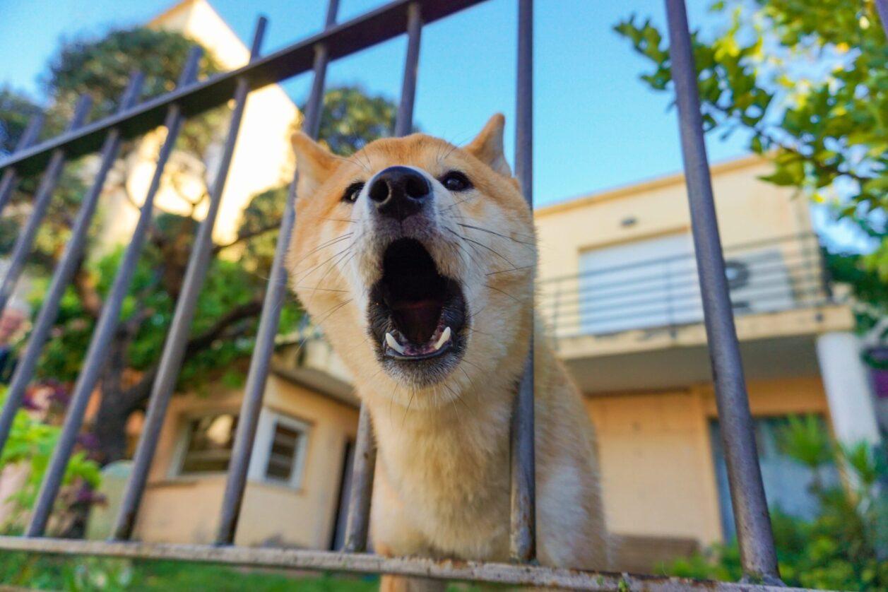 barking dog