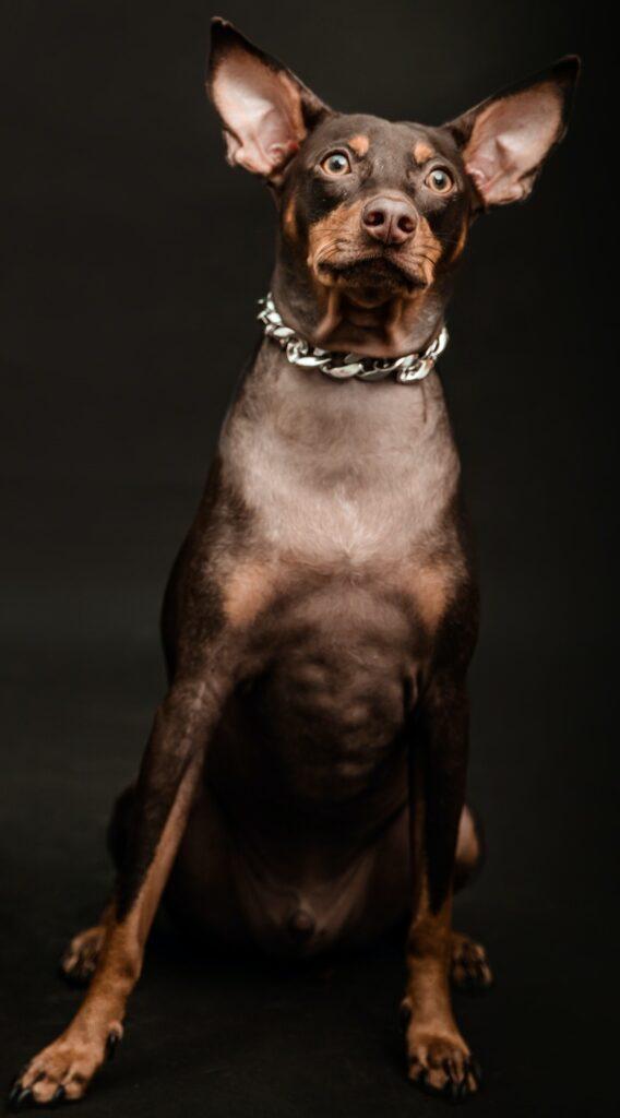 black funny dog