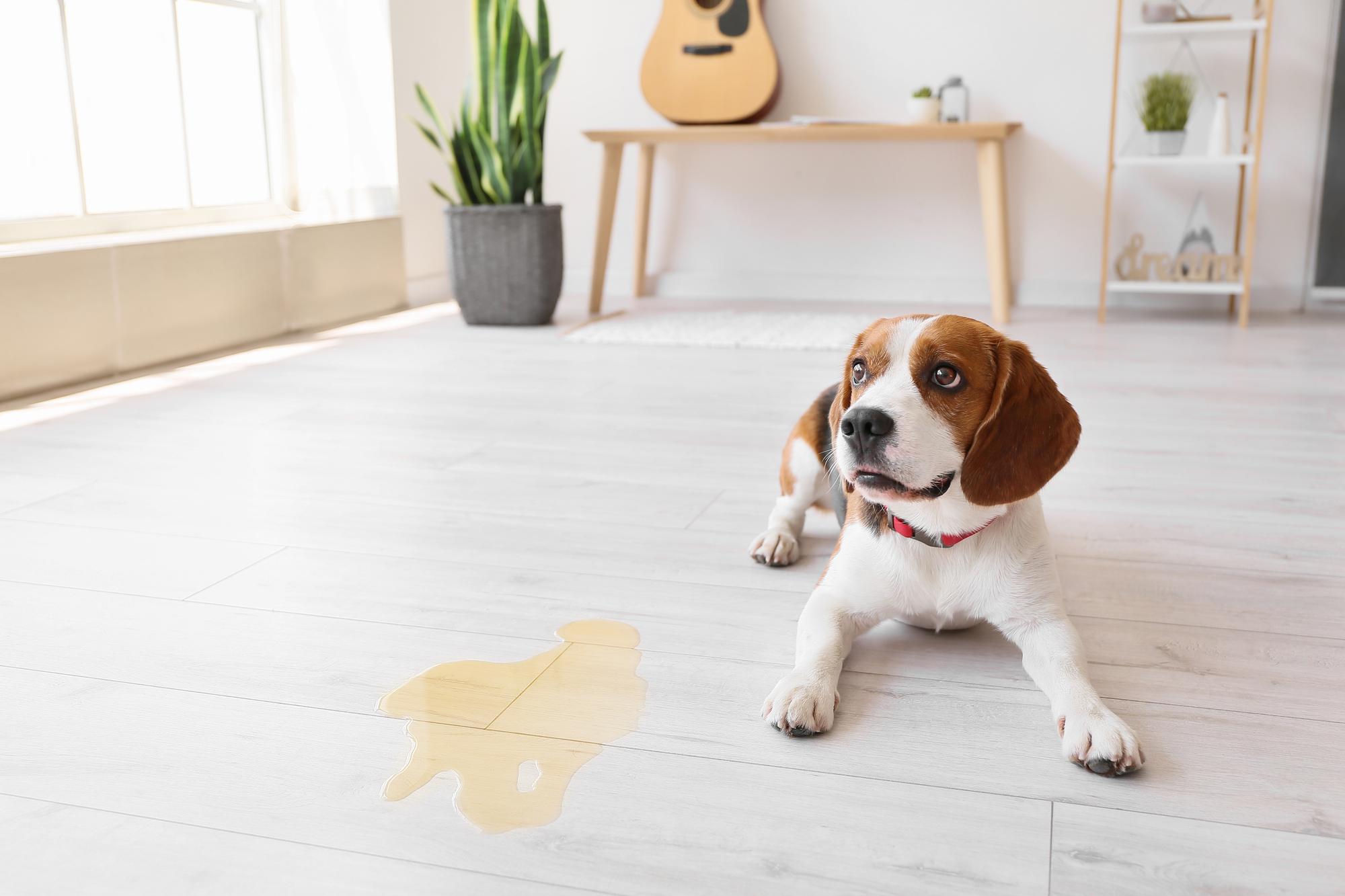 dog pee accident