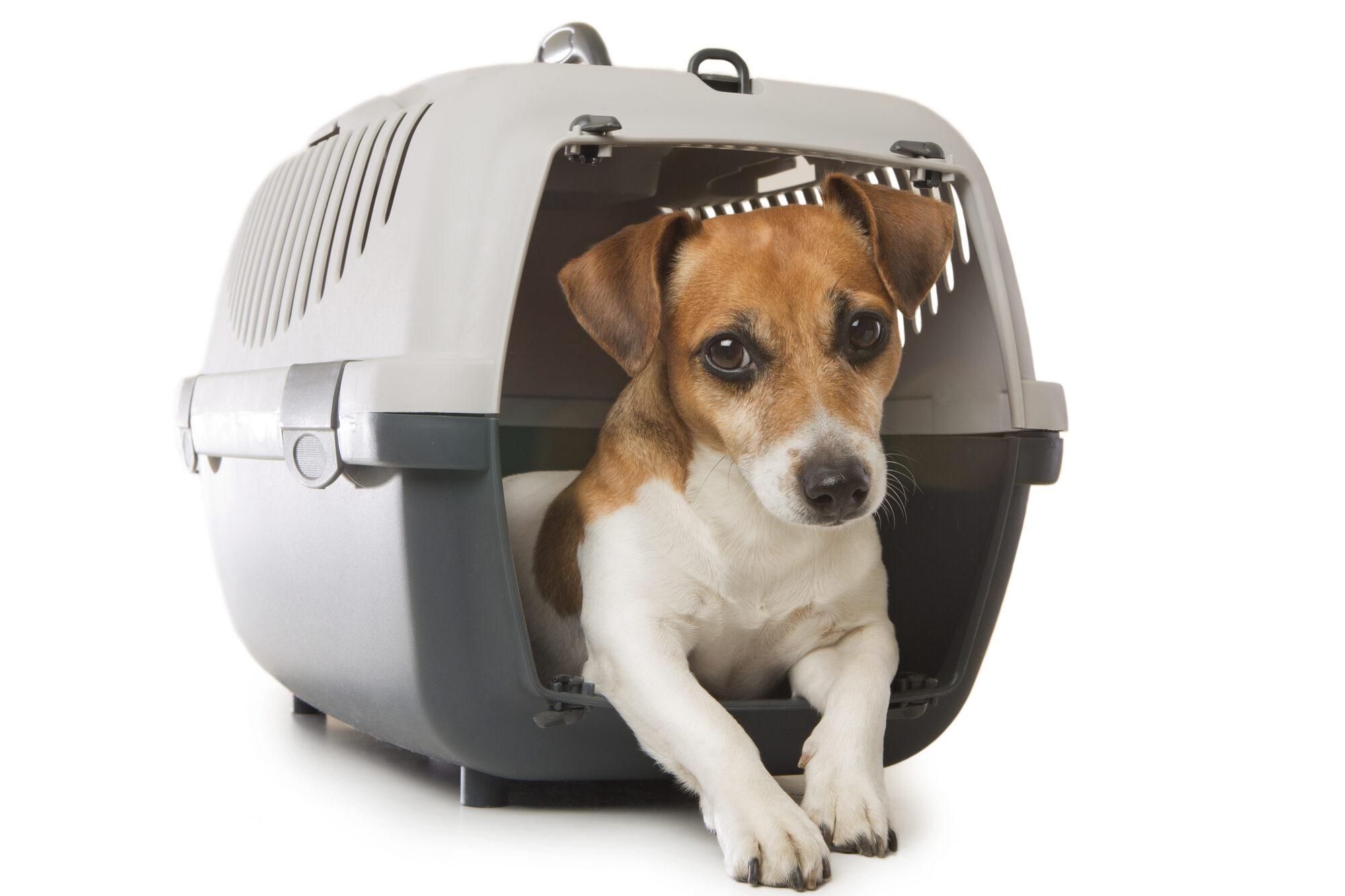 Jack Russel in Crate