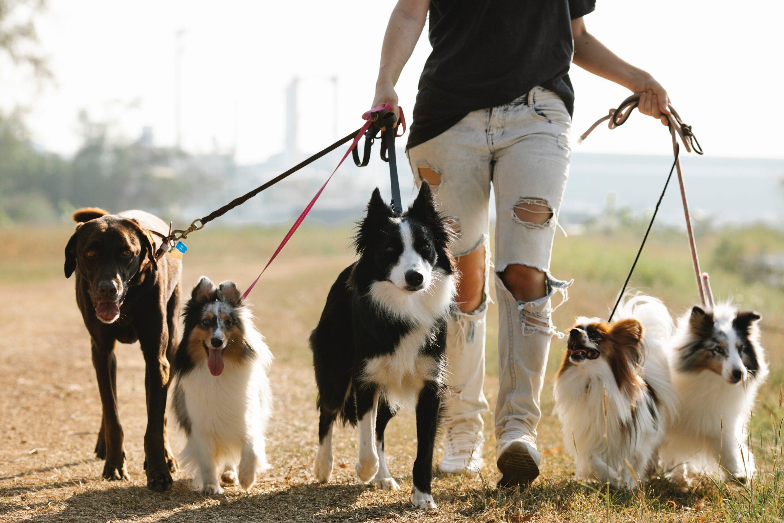 Many dogs on leash walking