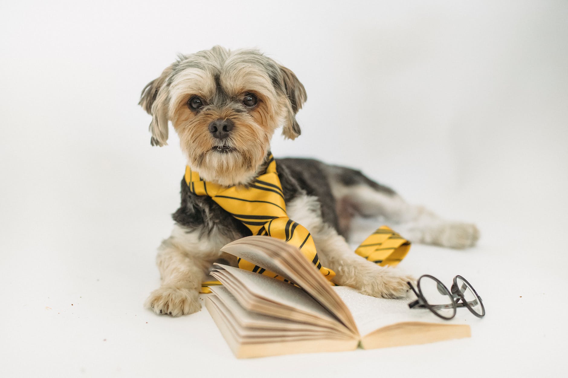 adorable dog lying on floor near book