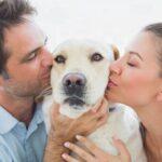 Adopting A Rescue Dog